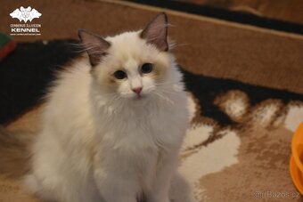 Ragdoll s PP – nádherná seal bicolor kočka na výstavy a chov - 5