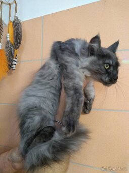 Mainská mývalí - 5