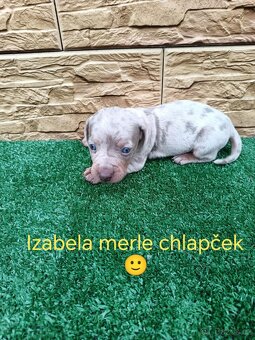 Jezevčík trpaslici - 5