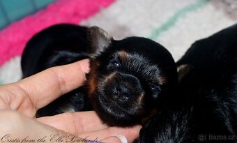 biewer terier s PP / jorksírský terier s PP - 5