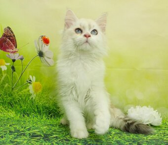 Sibiřská kočka - Neva Masqerade - 5