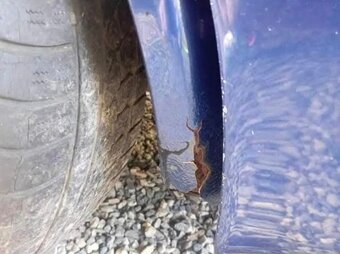 Volkswagenu Jetta mk2 - 5