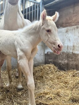 Cremello klisnička s odznaky s reining/cutting původem - 5