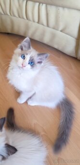 Ragdoll koťátka - 5