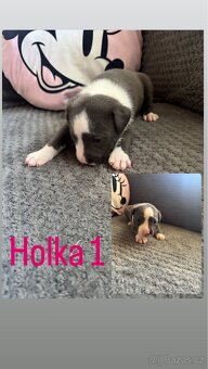 Štěňátka Amstaff X Staff - 5