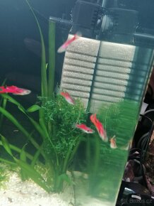 Endlerky RED SCARLET - 5