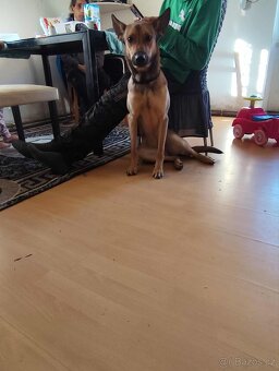 Belgický ovčák - 5