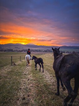 Hledáme výpomoc ke koním - 5