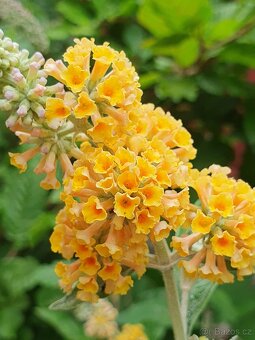 Motýlí keř, komule Davidova - 5