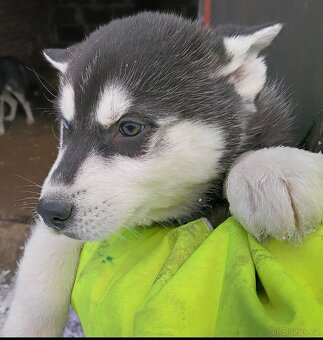 Sibiřský husky - 5