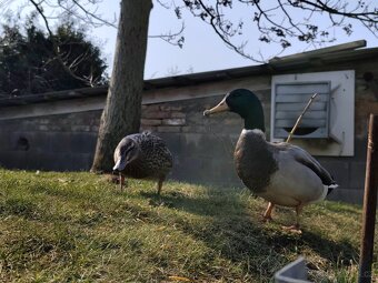 Kachna divoká mladý pár - 5