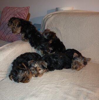 Jorkšírský teriér bez PP - 5