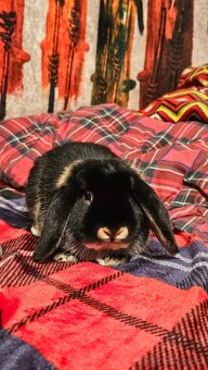 Zakrslý beránek samička - 5