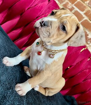 americký stafordšírský teriér - 5