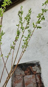 Vrba japonská Hakuro Nishiki - na kmínku 148 cm - 5