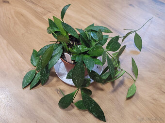 Pokojovky (Epipremnum, Hoya, Ludisia, Monstera, Orchidej) - 5