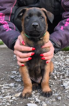 Belgický ovčák malinois - 5