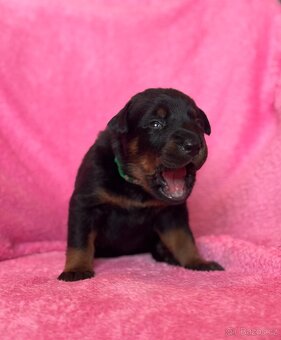Beauceron štěńátka s PP ze zahraničního spojení - 5