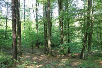 Prodej nevytěženého lesa u Luhačovic - 3,25 ha - 5