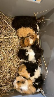 Prodam mladata morcata - 5