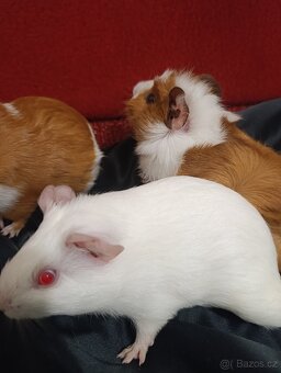 Morcata hladky a rozetovy, 2mesice) - 5