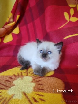 Ragdoll koťátka - 5