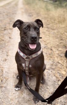 LEX K ADOPCI - skvělý parťák a mazel pro zkušené - 5