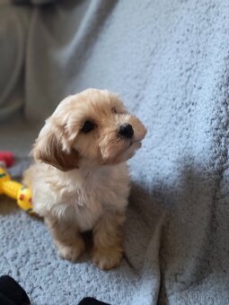 Maltipoo - 5