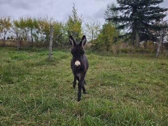 Miniaturní středozemní osel - mini oslík - 5