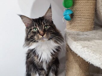 Mainská mývalí koťátka bez pp - 5