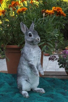 Zakrslý činčilový rex s rodokmenem - 5