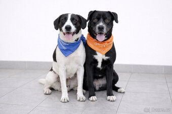 Adriana hledá domov - 5