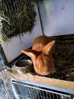 Novozélandský červený, samec - 5