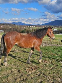 Krásná Welsh cob klisna - 5