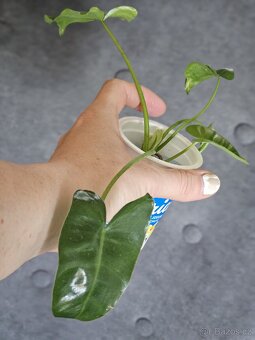 pokojová rostlina Philodendron různé - 5