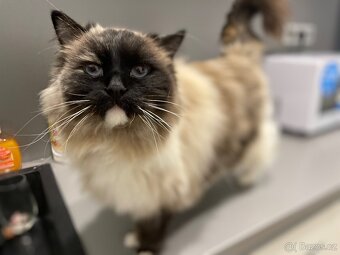 Ragdoll + škrabadlo - 5