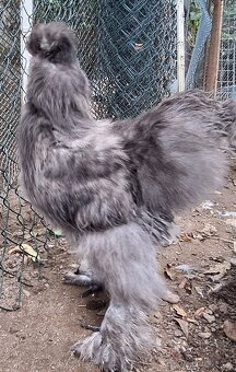 Hedvábnička USA kohouti - 5