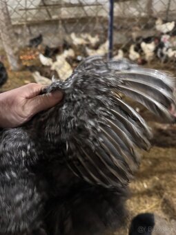 Hedvábníčky velké vousatá - 5