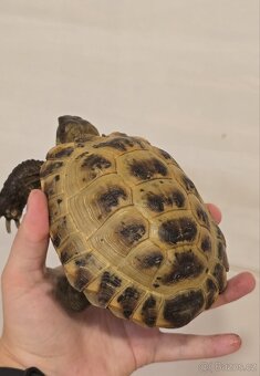 Testudo horsfieldii (Želva Stepní) - 5
