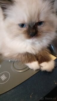 Krásná koťátka Ragdollů s PP - 5