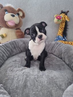 Boston terier Bostonský terier - 5