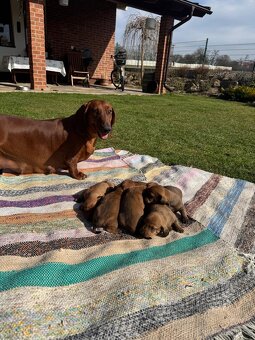 Jezevčík hladkosrstý - 5