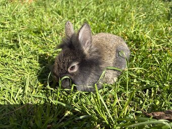 🐰🐰zakrslý králík 1x samec 1x samička - 5