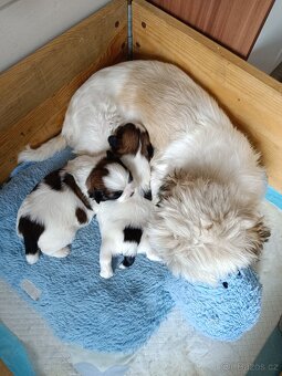 Shih-tzu - 5