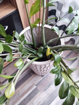 Prodám - Zamioculcas zamiifolia - Kulkas zamiolistý. - 5