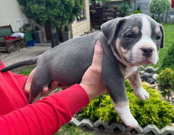 Štěně American Bully - 5
