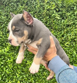 Štěně American Bully - 5