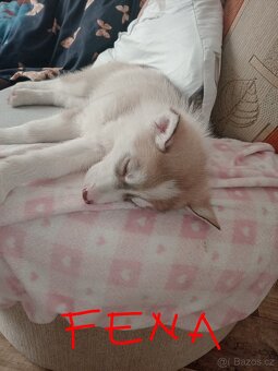 Štěňata sibiřský husky bez pp - 5