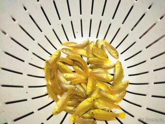 TLAMOVCI    TANGANIKA      MALAWI - 5