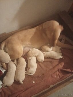 Čistokrevná štěňátka Labradora - 5